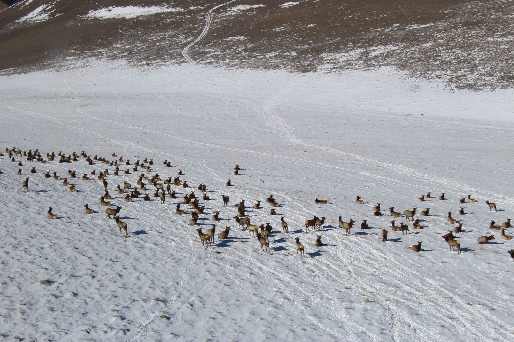 Running with the herd 1